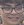 Face of Lep