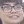 Face of Lep