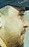 Face 6